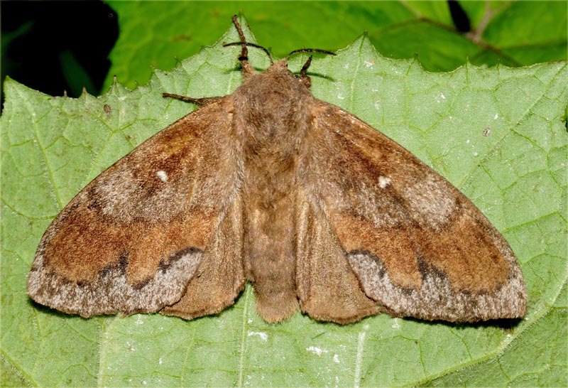 Lasiocampidae - Dendrolimus pini